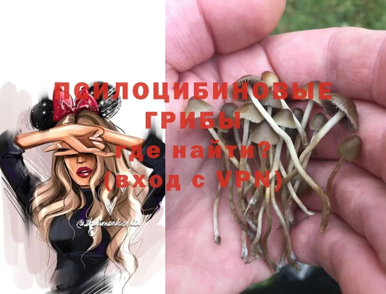 blacksprut tor  продажа наркотиков  Дмитровск  Псилоцибиновые грибы Psilocybe 