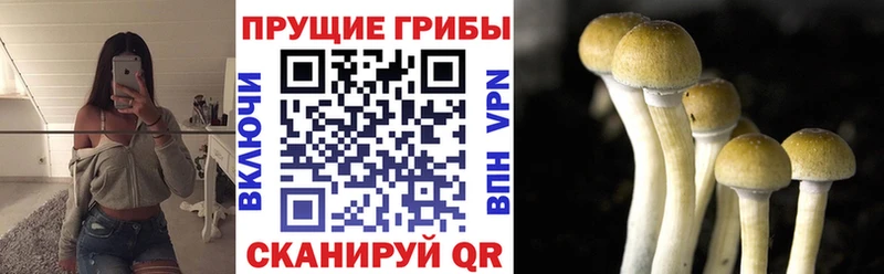 Галлюциногенные грибы Cubensis  купить закладку  Дмитровск 